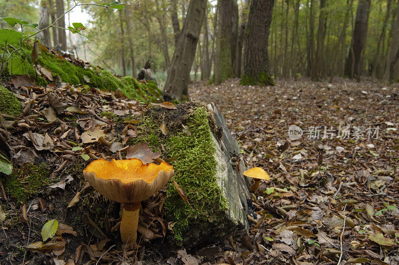 Waraitake或Big Laughing Gym (Gymnopilus spectabilis)